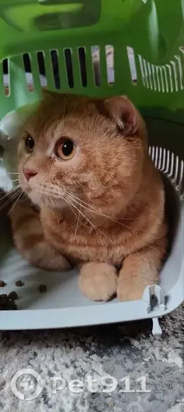 Знайдена кішка на вул. Скоблі, Хмельницький - photo