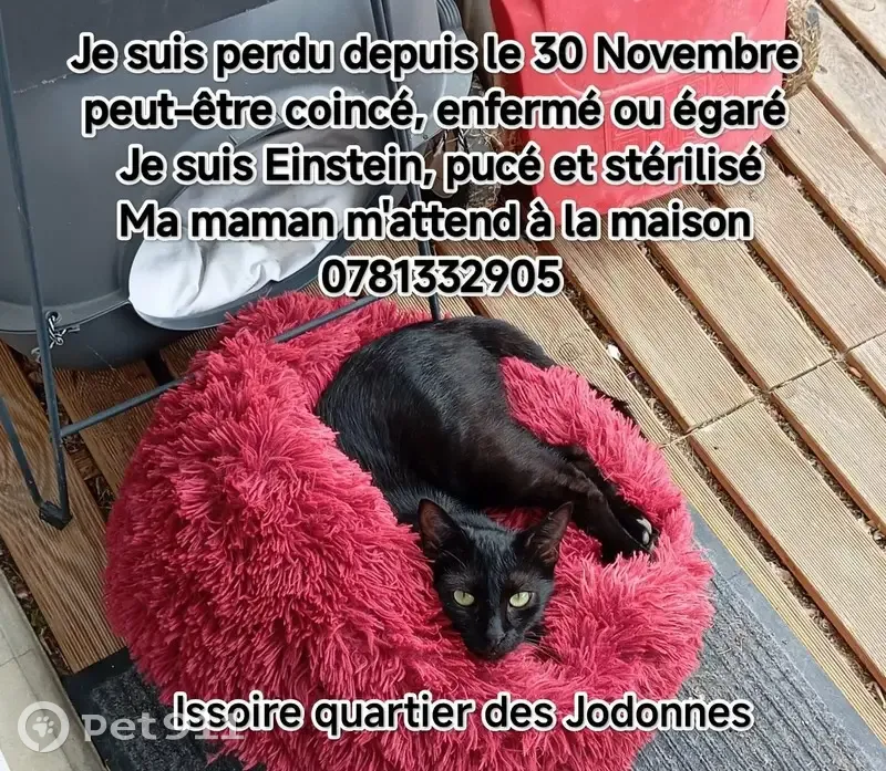 Chat noir craintif perdu à Issoire - photo