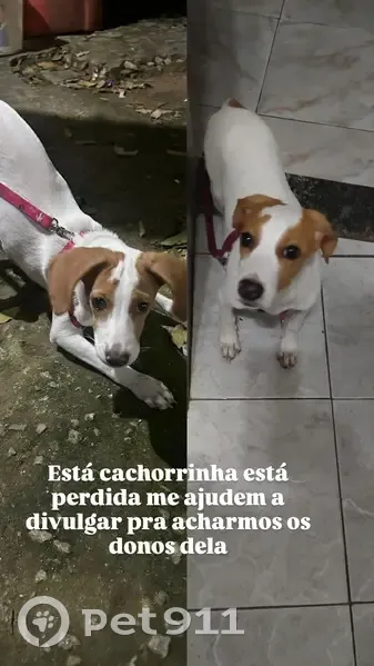 Cachorro encontrado - photo