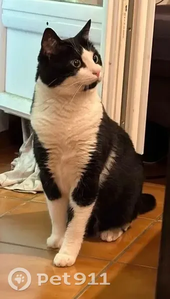 Chatte perdue à Corbeil-Essonnes - photo