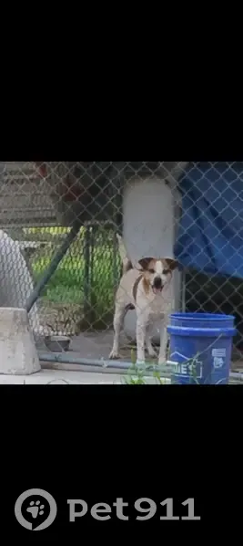 Lost Dog: White with Copper Spots, Riviera - photo