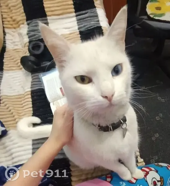 Зникла різноока кішка в Кам'янець-Подільському - photo