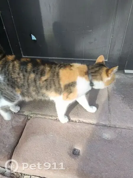 Chat trouvé près de la maison de la presse - photo