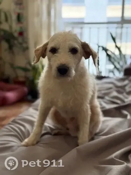 Cachorro encontrado - photo