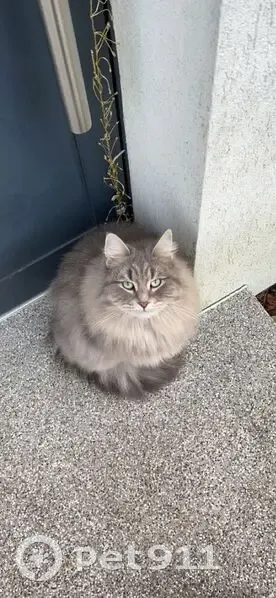 Chat gris disparu à Strasbourg - photo