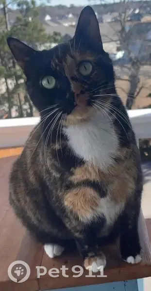 Lost Calico Cat: Dutchy in NC - photo