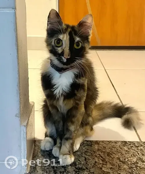 Gato desaparecido - photo