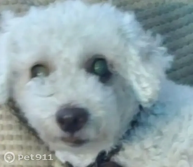 Perra French Poodle Blanca Perdida en Mérida - photo