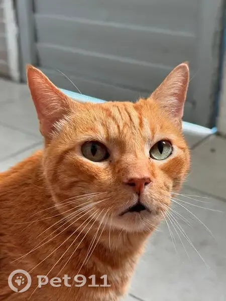 Gato desaparecido - photo