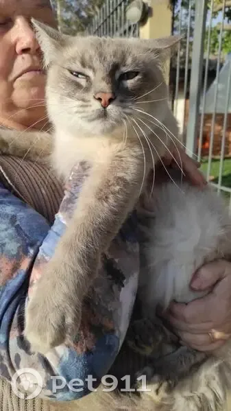 gato desaparecida - photo