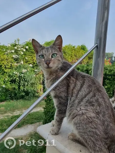 Chat perdu : maigre, secteur isolé, Le Thor - photo