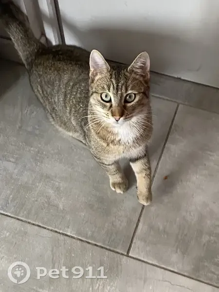 Chat perdu à Vineuil, cicatrice oreille gauche - photo