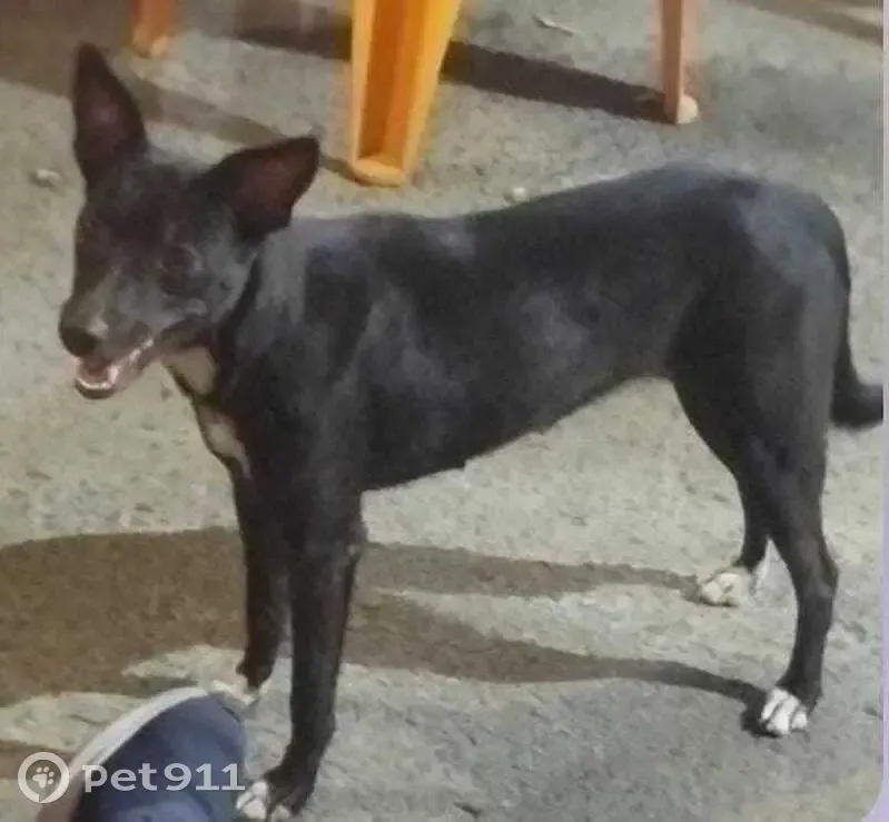 Cachorro perdido Fêmea (brl001914) - photo