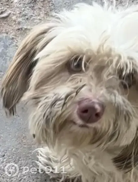 Perro perdido: Blanca, peluda, mancha rosa - photo