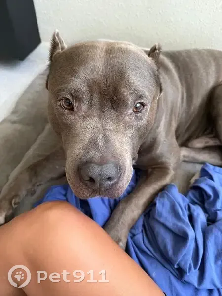 ¡Ayuda a encontrar a Capitán, pitbull gris! - photo