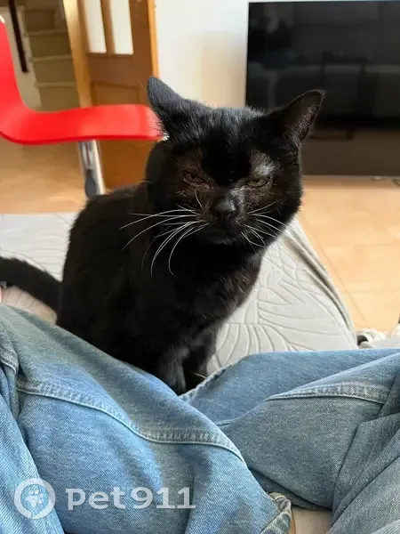 ¡Gato Negro Perdido en Dos Hermanas! - photo