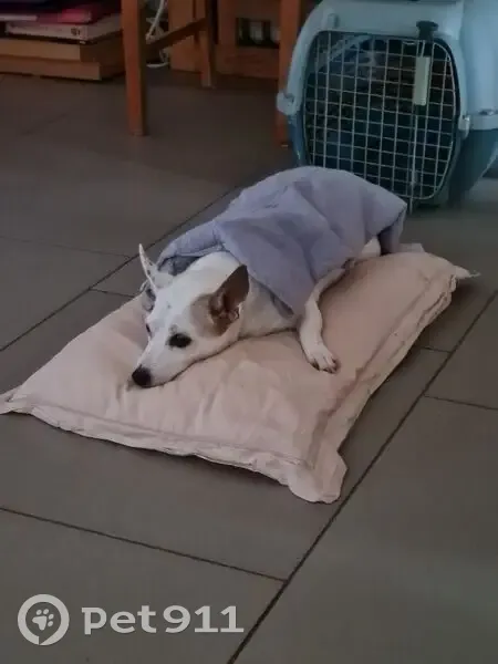 Chien perdu: Jack Russel blanche, Guerting - photo