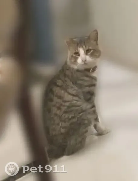 ¡Gato Gris Perdido en Tehuacán: Marshall! - photo