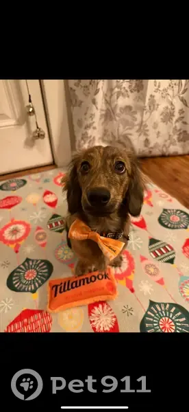 Lost Brindle Mini Dachshund in Battle Ground - photo