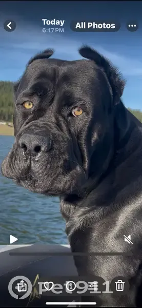 Lost Black Cane Corso in Haines, OR - photo