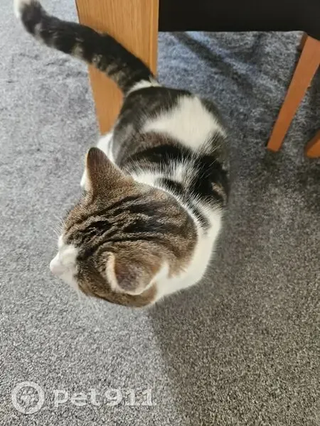 Healthy Grey/White Cat Finds New Home! - photo