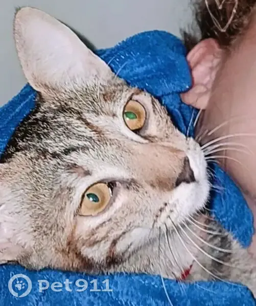 gato desaparecida - photo