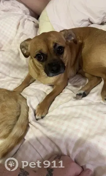 Lost Shih Tzu Chihuahua in Geelong - photo