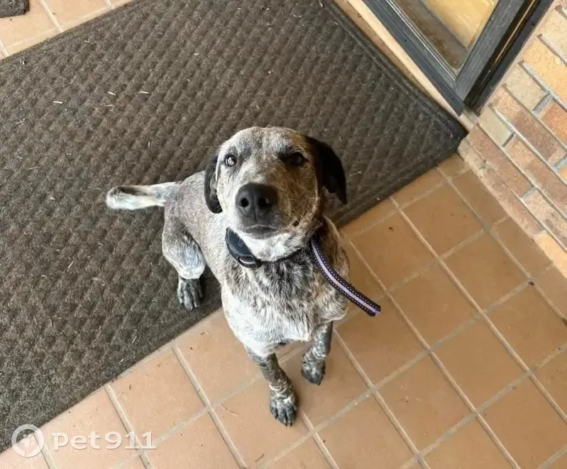 Lost Dog Alert: Fruithurst, AL - photo