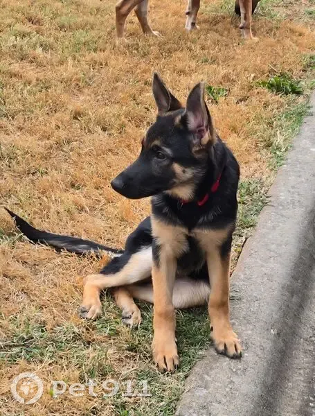 Lost Black & Tan Dog on W. Turner St. - photo