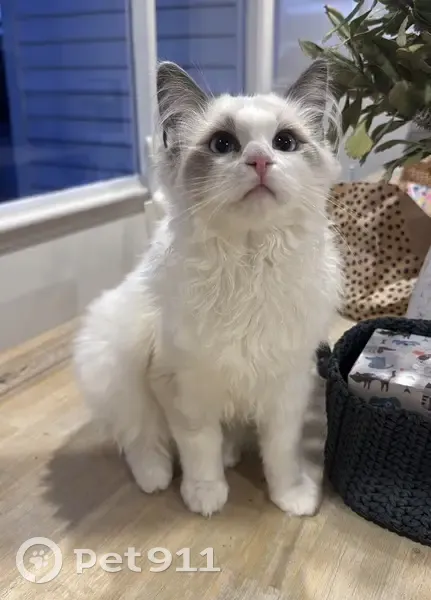 Lost Ragdoll Cat: Leo in Glenorchy City - photo