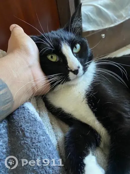 gato desaparecida - photo