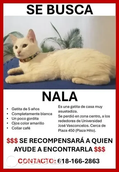 ¡Gata Blanca Perdida en Calle Guadalupe! - photo