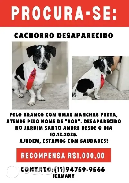 cachorro desaparecida - photo