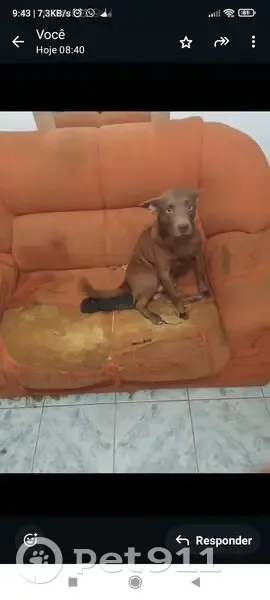 cachorro desaparecida - photo