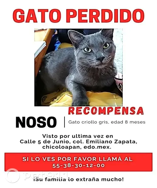 Gatito Gris Perdido en Chicoloapan - 5 Junio - photo