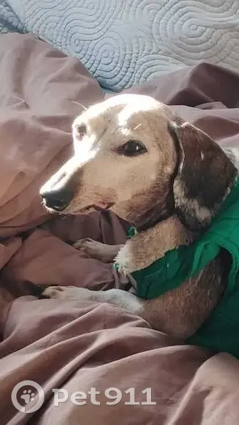 Perro Perdido: Suéter Verde en Coacalco - photo