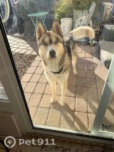 Found: Friendly Husky/Shepherd Mix in Sun City - photo