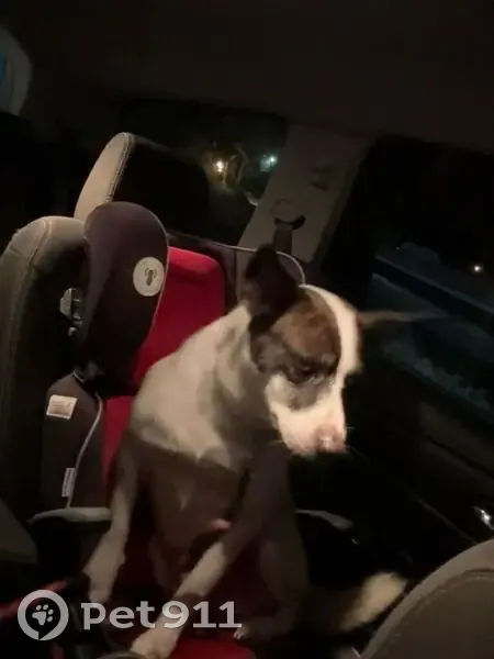 Lost Beagle Mix: Skittish but Sweet - photo