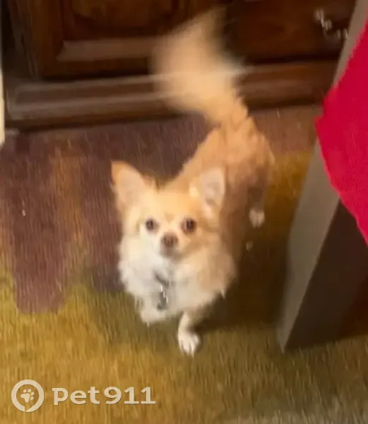 Lost Dog: Found on North Main St, Eloy - photo