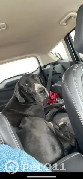 Lost Dog in Carencro: Sweet but Scared - photo