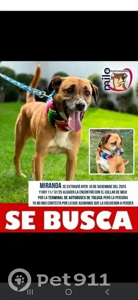 ¡Ayuda a encontrar a nuestra perrita perdida! - photo