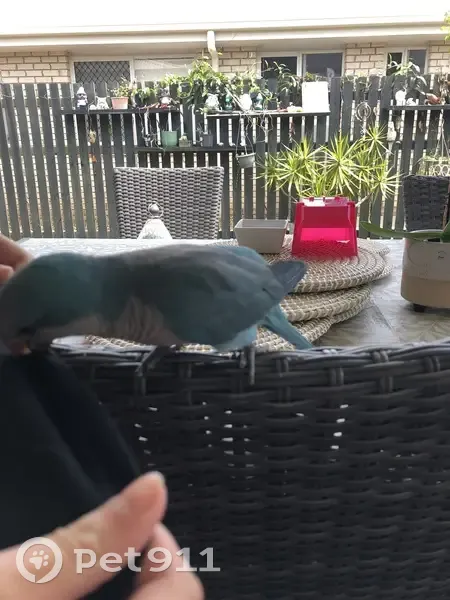 Found: Young Blue Monk Parakeet in Fraser - photo