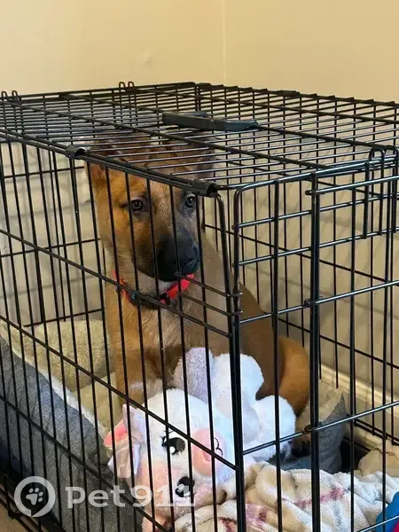 Lost Puppy: Maverick, Basking Ridge Drive - photo