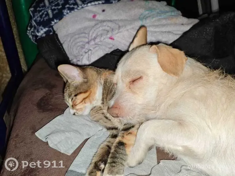 Chihuahua Cremita Perdido en Guadalajara - photo