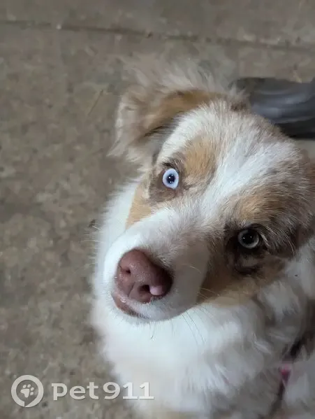 Lost: Stella, Red Merle Dog, Blue Eyes - photo