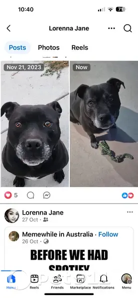 Lost Dog: Black with White Markings in Orange - photo