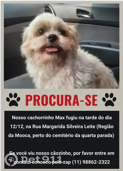 Cachorro perdido - photo