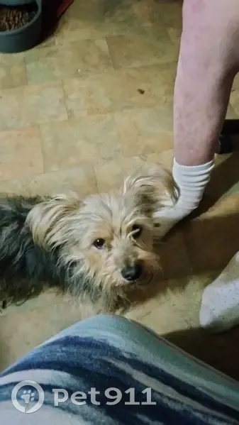 Lost Chorkie: Black & Silver in VA - photo