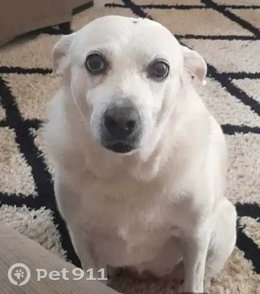 Cachorro perdido - photo