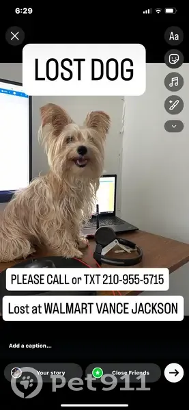 Lost 10lb Male Chihuahua-Yorkie Mix - photo